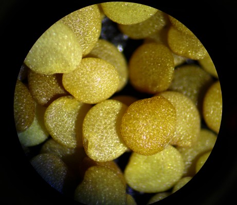 physalis longifolia microscope under galleries tomatillo wild seeds