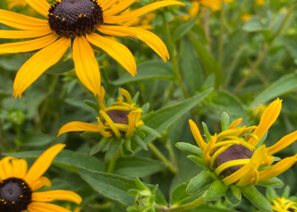 Close up of small yellow flowers blooming.