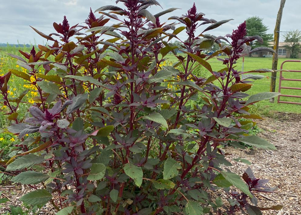 Tall dark purple plant in a field.