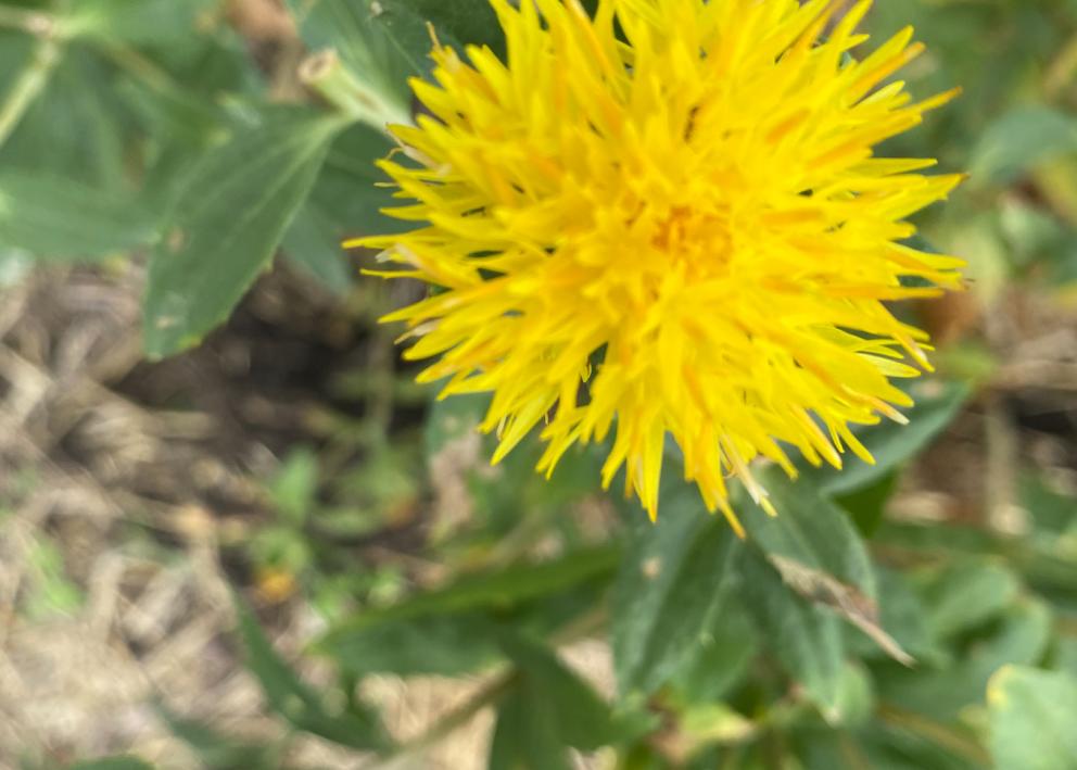 Close up of one yellow Safflower.