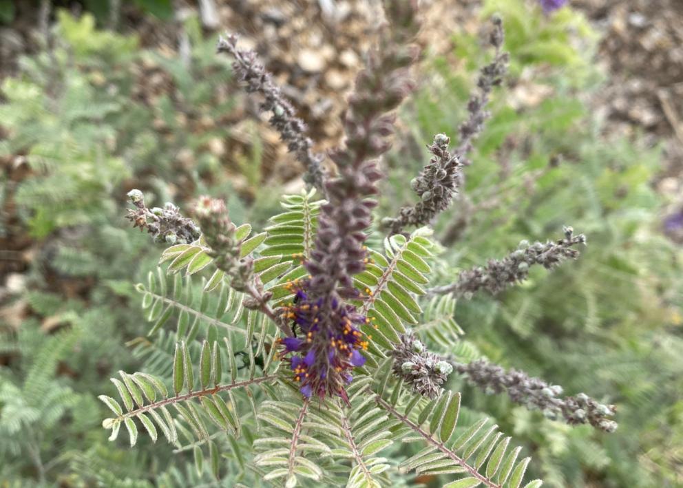 Close up of a purple Lead Plant with lots of small green leaves. 