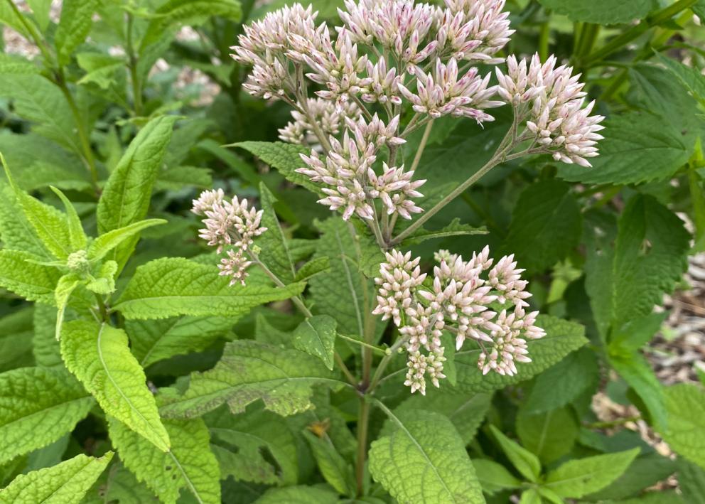 Close up of a bush with one bloom of a light purple flower bunch.