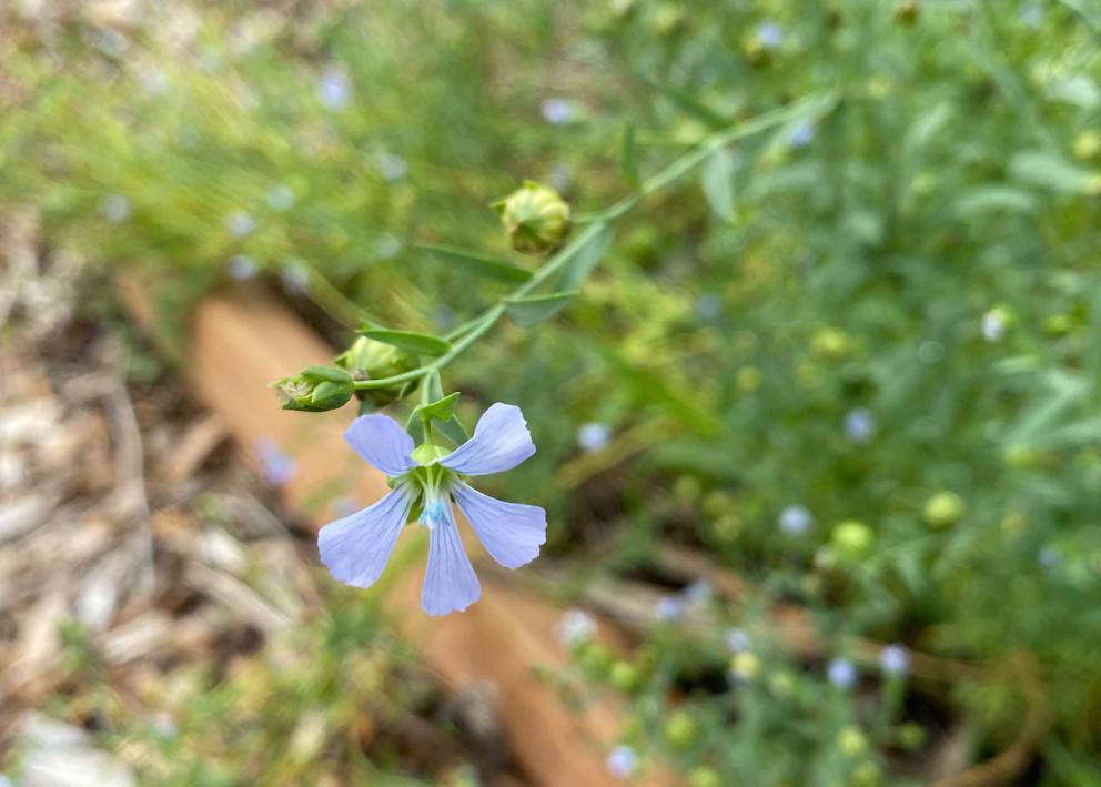 A close up of a light purple flower blooming. 