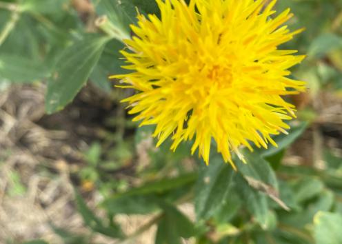 Close up of one yellow Safflower.