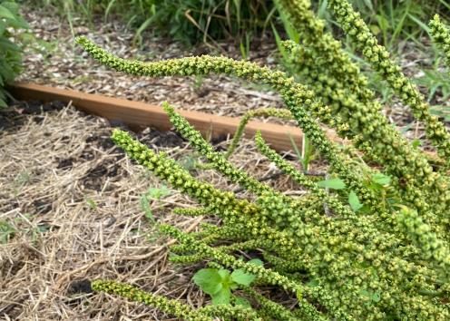 A bush with long green stringy stems.