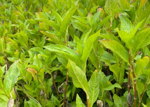 A field of tall green plants with large leaves. 