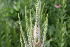 Culver's Root Blossoms